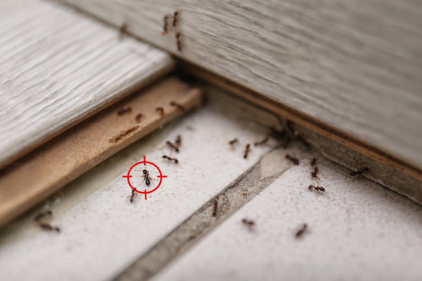 Best Termite Control Services  in Milton, FL